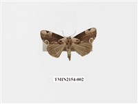 藏品(大斑波紋蛾)的圖片